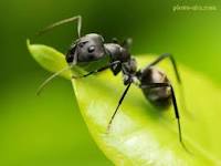 سس مورچه , مورچه , مردم کلمبیا , غذاهای عجیب دنیا