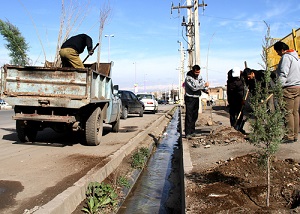 کاشت ۱۰۰۰ اصله درخت در خیابان های شهر میانه