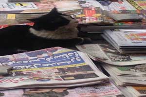گربه روزنامه خوان خیابان های تهران