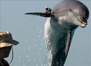دلفین جاسوسِ اسرائیلی