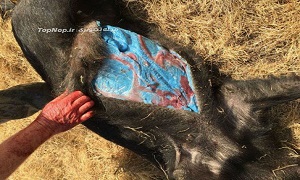 گوشت خوک به رنگ آبی! +عکس