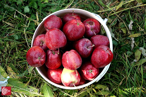 برداشت سیب از باغات شهرستان میانه + گزارش تصویری
